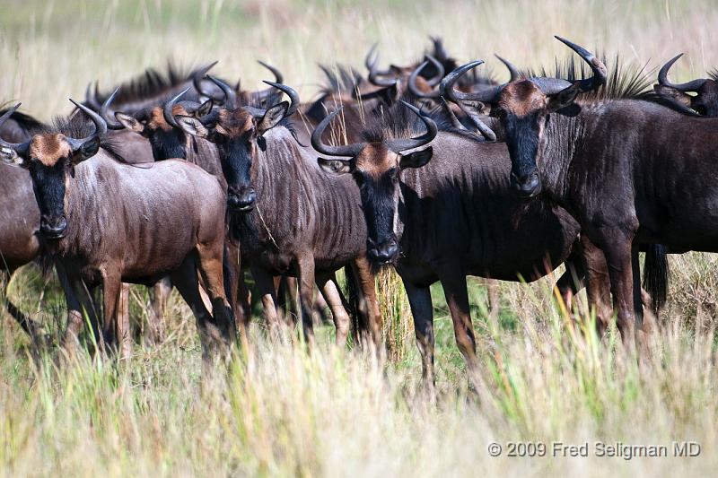 20090613_112625 D300 (4) X1.jpg - Wildebeast in Okavanga Delta, Botswana